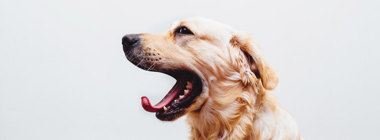 Happy golden retriever patient