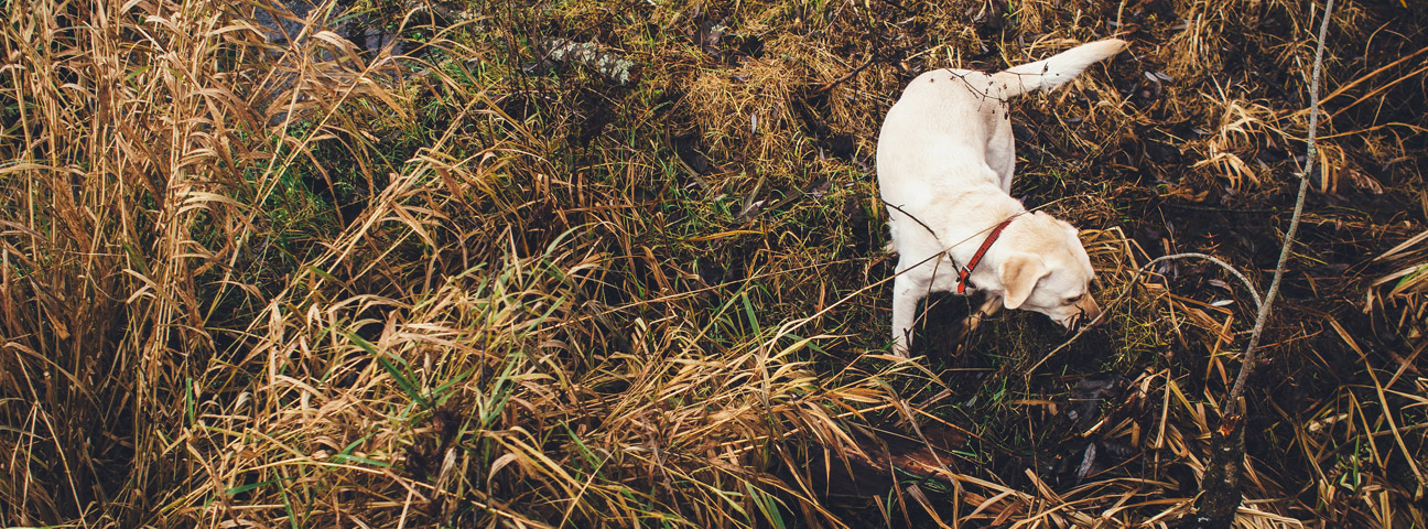 Labrador retriever patient
