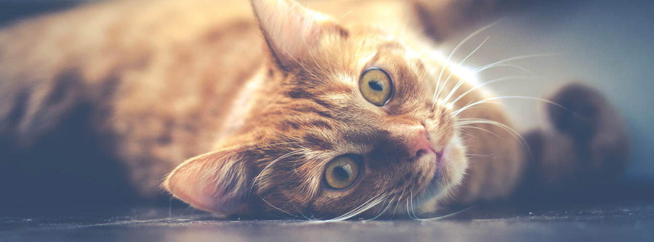 Playful cat at the clinic